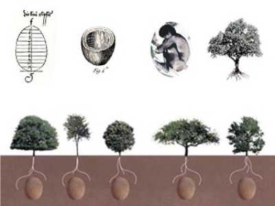 Capsula Mundi: i cimiteri green